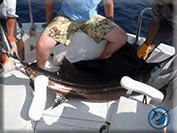 Marlin fishing cabos, Ursulas Fishing Fleets, Ursulas Fishing, Marlin fishing Cabo San Lucas, fishing chartes cabo